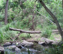 an image of a corner of forest