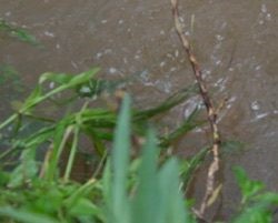 Water-warriors-photo.jpg